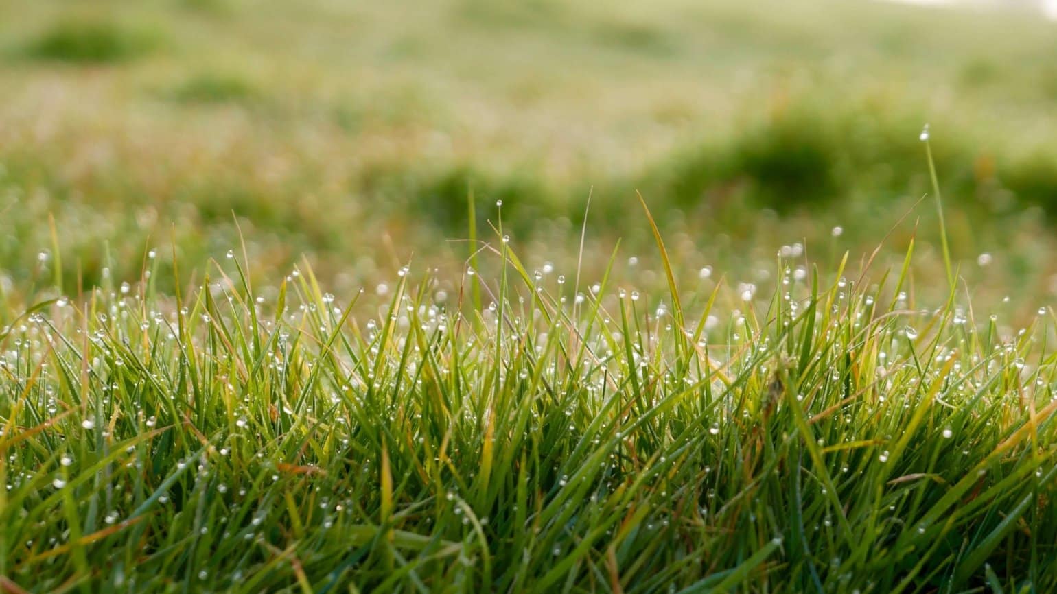 Gras
