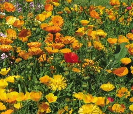 Bloemenmengsel - Rustiek